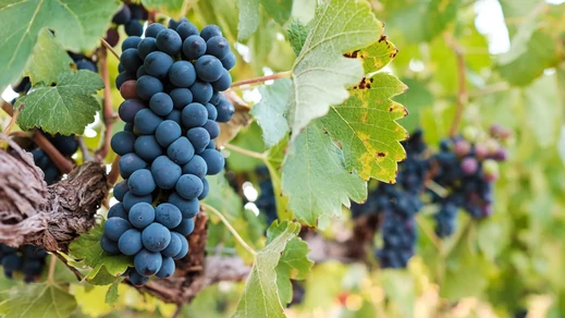 Monastrell szőlő a Yecla borvidéken
