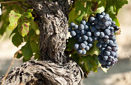 Monastrell fürt - Vörös borok Spanyolországból