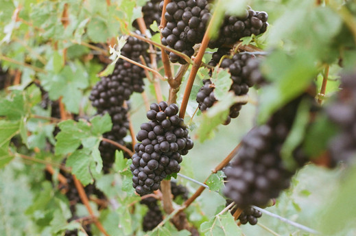 Érett Pinot Noir szőlőfürtök: a burgundi vörösborok alapanya