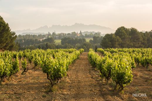 A spanyol habzóbor, a Cava alapanyaga, azaz egy Xarel-lo ültetvény