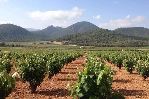 Monastrell ültetvény a Yecla borvidéken