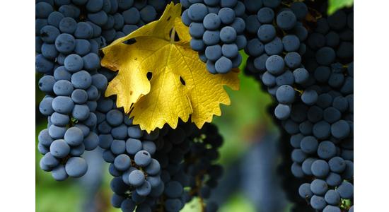 Mindenki ismeri - a cabernet sauvignon