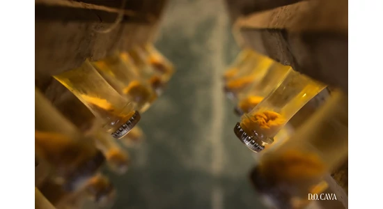 Új minőségszabályozás a Cava pezsgőknél