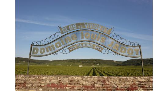Burgundia és a Pinot noir