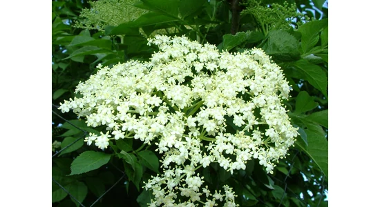 Sauvignon blanc - a zöldbor