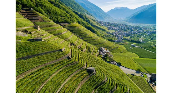 Szürkebarát, vagyis a pinot grigio, azaz a pinot gris szőlőfajta bemutatása