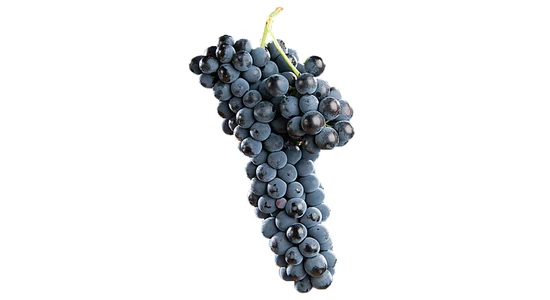 A Syrah (vagy Shiraz) szőlőfajta és borok bemutatása